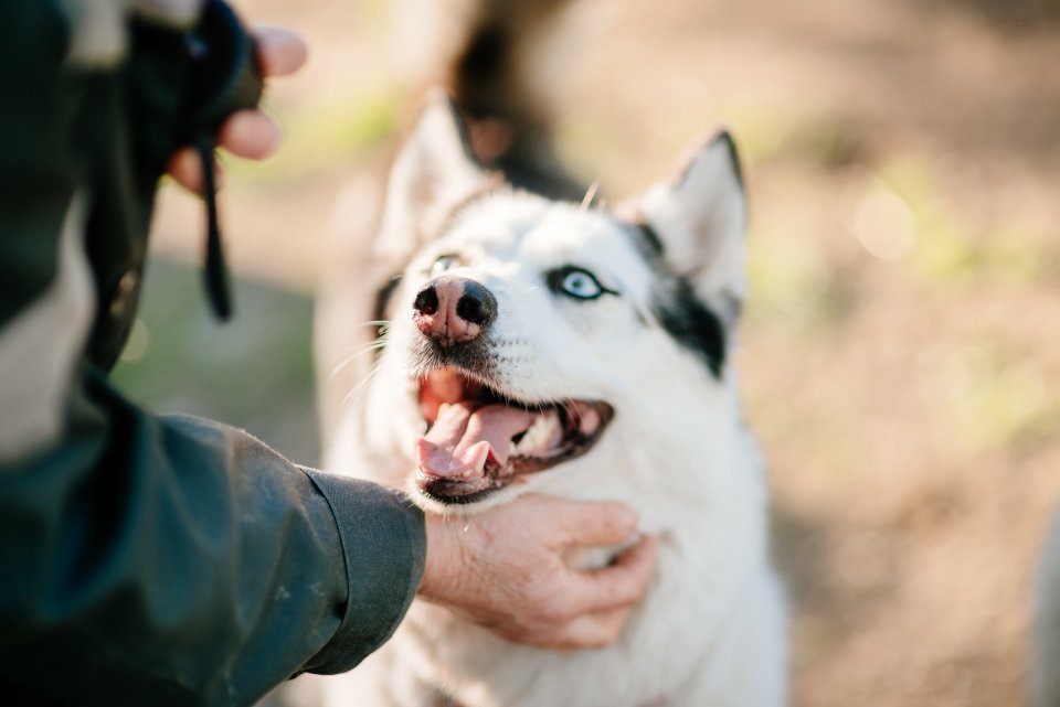 can my dog volunteer